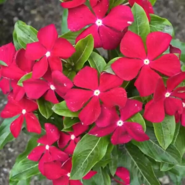 Vinca Mix Seeds