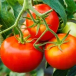 Desi Tomato Seeds