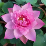 Lotus Flower Seeds