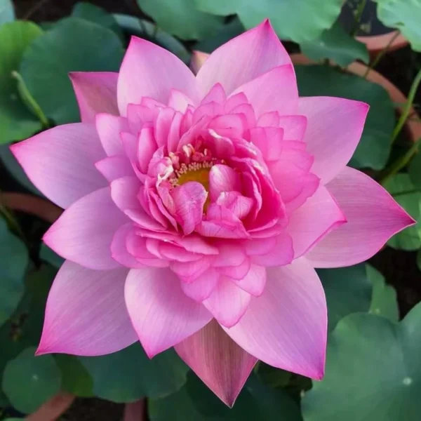 Lotus Flower Seeds