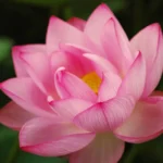 Lotus Flower Seeds