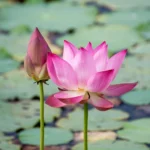 Lotus Flower Seeds