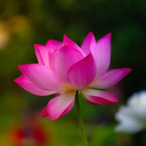 Lotus Flower Seeds