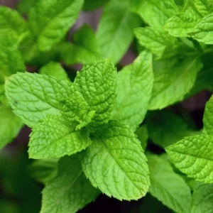 Mint Seeds