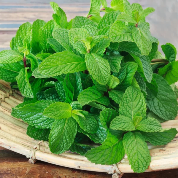 Mint Seeds