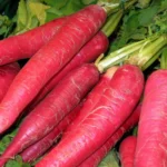 Radish Seeds