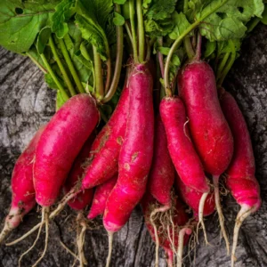 Radish Seeds