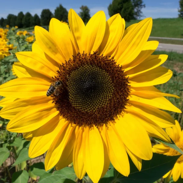 Sunflower Seeds