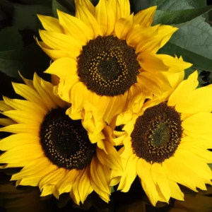 Sunflower Seeds