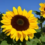 Sunflower Seeds