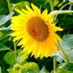 Sunflower Seeds