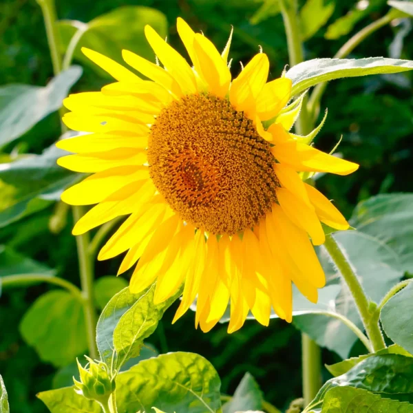 Sunflower Seeds