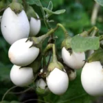 White Hybrid Brinjal Seeds