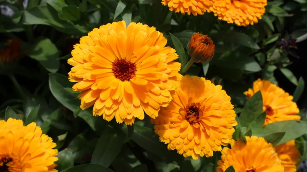 Top 10 Winter Season Flowers in India: Your Guide to a Vibrant Winter Garden Calendula