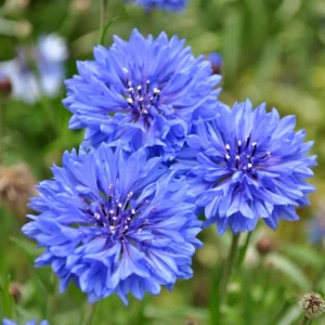 Cornflower Flower Seeds