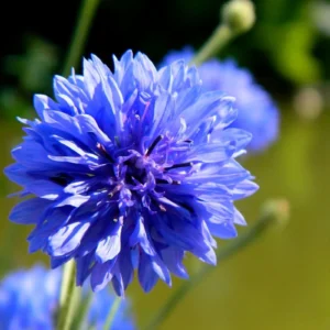 Cornflower Flower Seeds