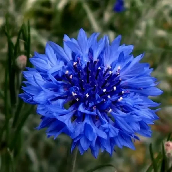 Cornflower Flower Seeds
