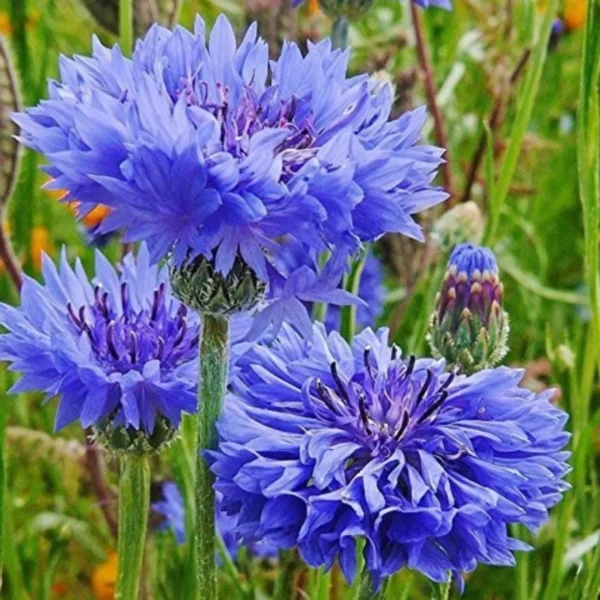 Cornflower Flower Seeds