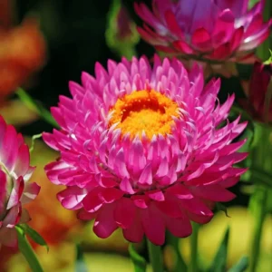 Helichrysum Flower Seeds