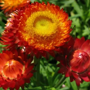 Helichrysum Flower Seeds