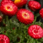 Helichrysum Flower Seeds