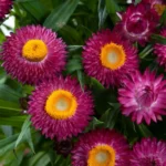 Helichrysum Flower Seeds