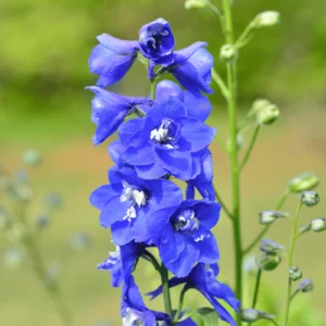 Larkspur Flower Seeds