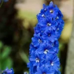 Larkspur Flower Seeds