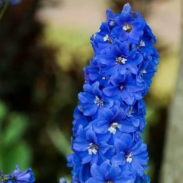 Larkspur Flower Seeds