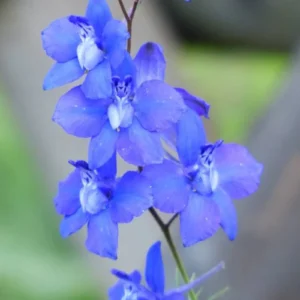 Larkspur Flower Seeds