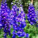 Larkspur Flower Seeds