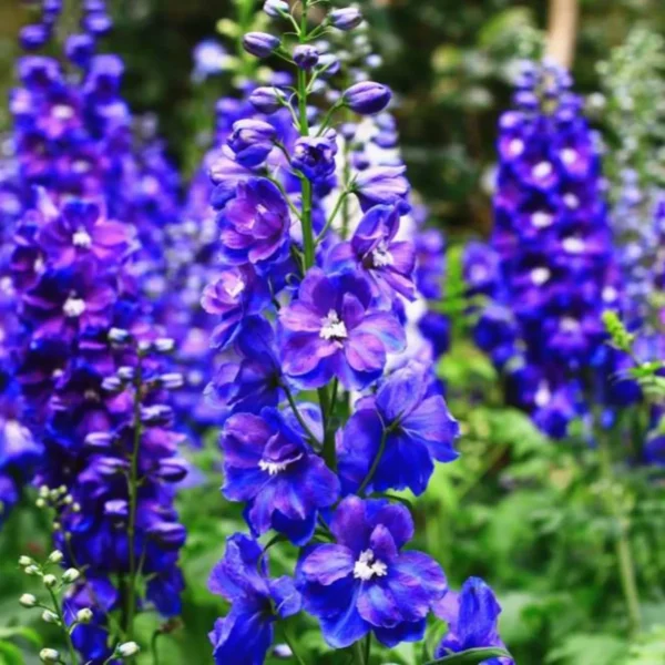 Larkspur Flower Seeds