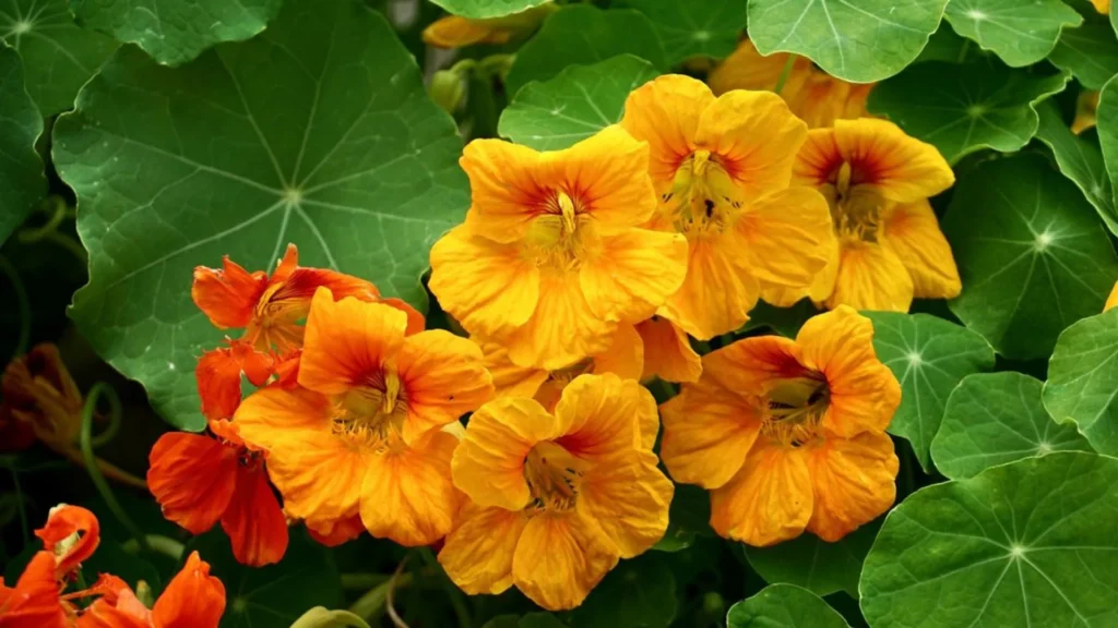 Top 10 Winter Season Flowers in India: Your Guide to a Vibrant Winter Garden Nastutium