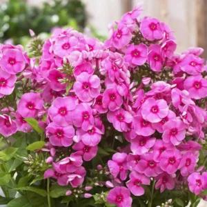 Phlox Flower Seeds