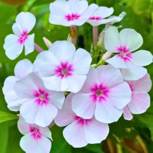 Phlox Flower Seeds