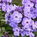 Phlox Flower Seeds