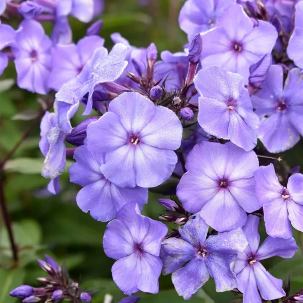 Phlox Flower Seeds