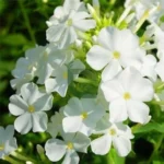 Phlox Flower Seeds