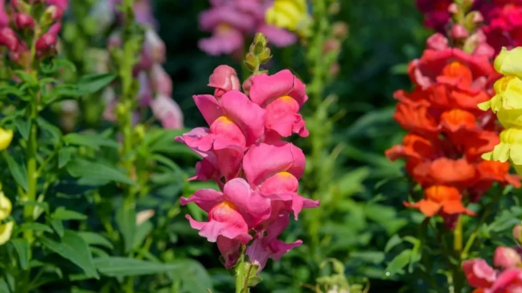 Top 10 Winter Season Flowers in India: Your Guide to a Vibrant Winter Garden Snapdragon