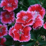Sweet William Flower Seeds