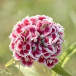 Sweet William Flower Seeds