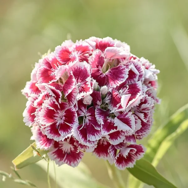 Sweet William Flower Seeds
