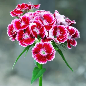 Sweet William Flower Seeds