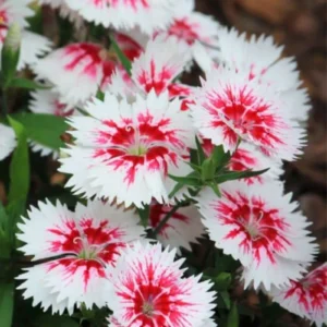 Sweet William Flower Seeds