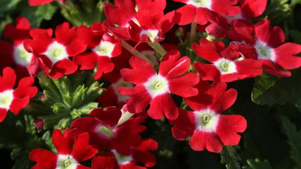 Top 10 Winter Season Flowers in India: Your Guide to a Vibrant Winter Garden Verbena