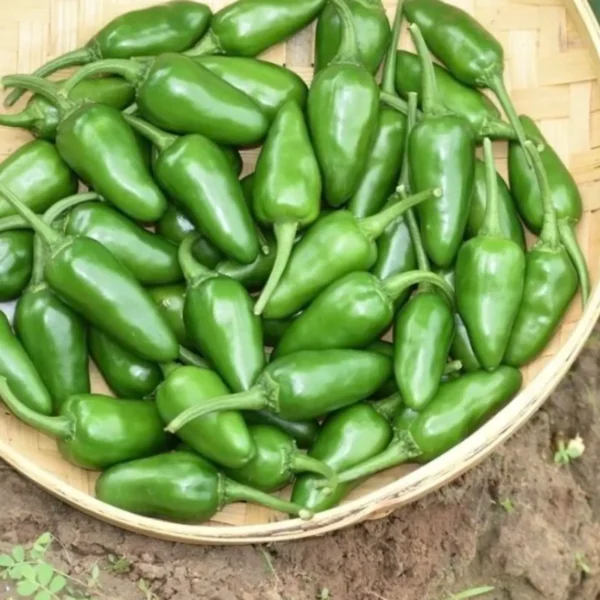 Leaffyco Bullet Chilli Seeds