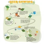 Leaffyco_Seed_Sowing_Guide
