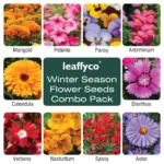 Leaffyco Winter Season Flower Seeds Combo Pack 10