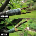 Leaffyco Grafting Tape For Plants
