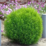 Kochia_Seeds_1 Kochia Seeds